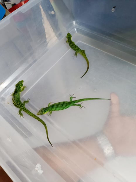 Rescatan 13 dragones mexicanos ocultos en paquete con destino a Hong Kong. Foto: Profepa