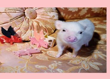 Así es como las firmas de moda celebran el año nuevo chino