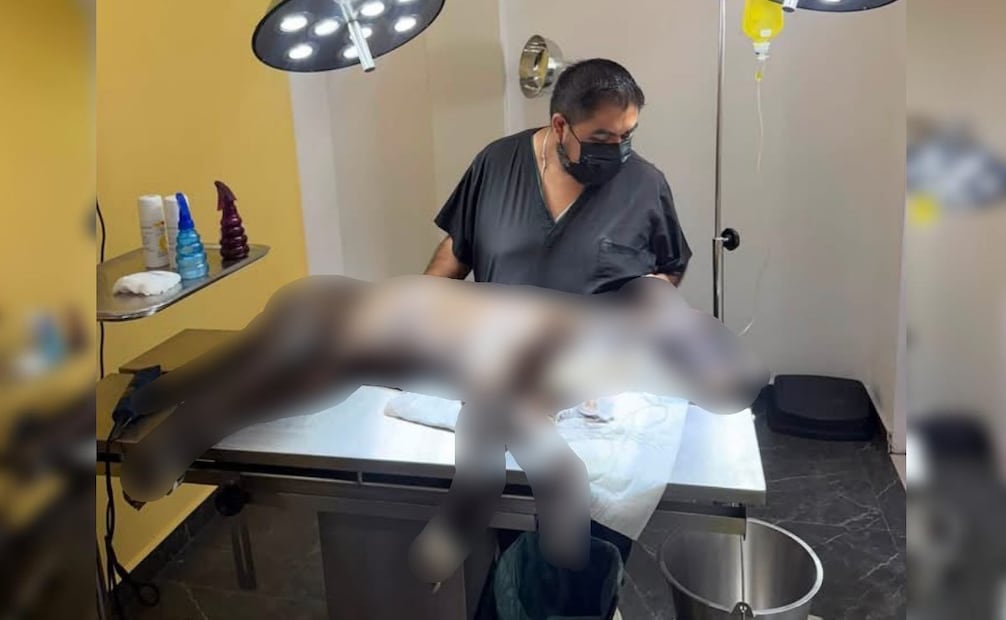 Un médico veterinario de la UPA acudió al domicilio donde se registraron los hechos. Foto: Especial