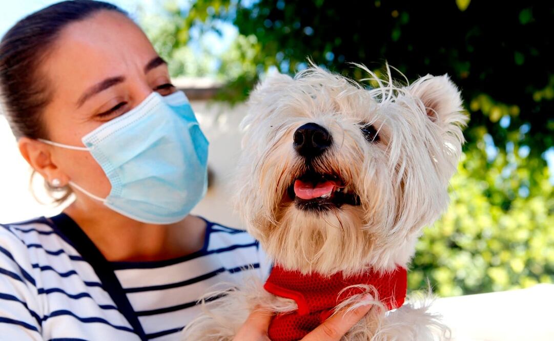 Un mayor interés en la vacunación lo tienen dueños de mascotas que viajan con frecuencia. Foto: Archivo/ EF