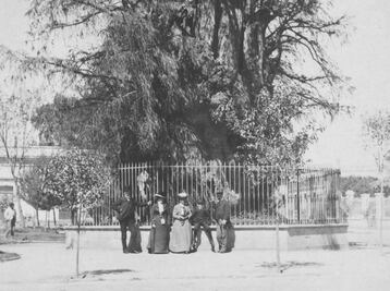 A casi 500 años de la Noche Triste y de un árbol… para llorar