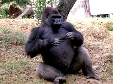 Matan a gorila para rescatar a niño en Ohio