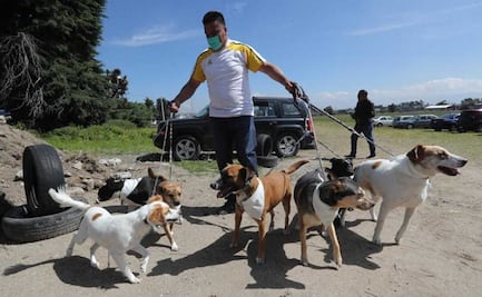 Familia perruna: Ale y su esposo dedican su vida a rescatar perritos, tienen 22 y cambian hasta sus vacaciones por cuidarlos