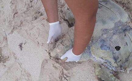 Hallan a tortuga caguama descuartizada en costas de Yucatán