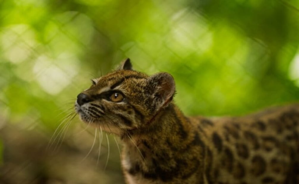 El Leopardus tilcayo tiene diferencias morfológicas respecto a otras especies de gatos tigrillos. Foto: cortesía Botanica Films / Emi Kondo