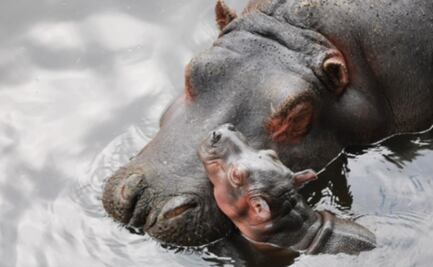 Nace bebé de hipopótamo en Zoológico de Zacango