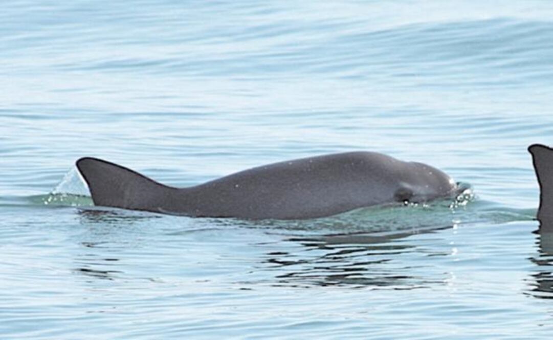 Marina vaquita, native to the Gulf of California - File photo/EL UNIVERSAL
