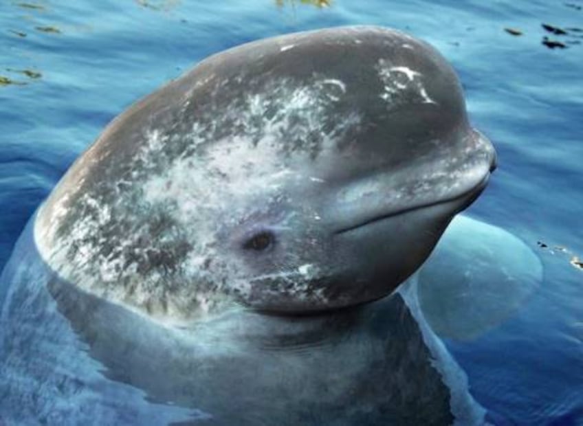 Asombrosos animales híbridos que tal vez no conocías