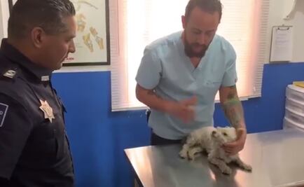 Cachorro rescatado en carretera de Guanajuato sufrió fractura de pata