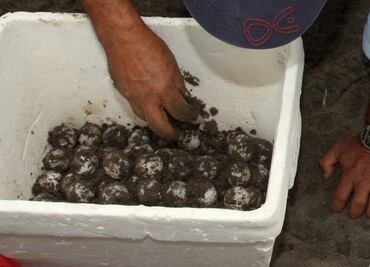 Caen 5 con más de 700 huevos de tortuga en Jalisco