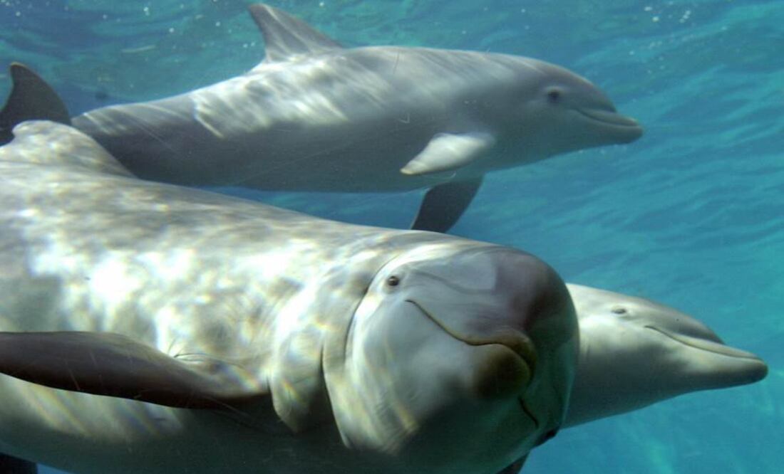 Sólo 2 de 10 delfines tuvieron crías. Foto: Archivo EFE