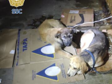 Brigada de Vigilancia Animal rescata a dos perritas en situación de abandono en alcaldía Tlalpan; una de ellas tiene una lesión grave