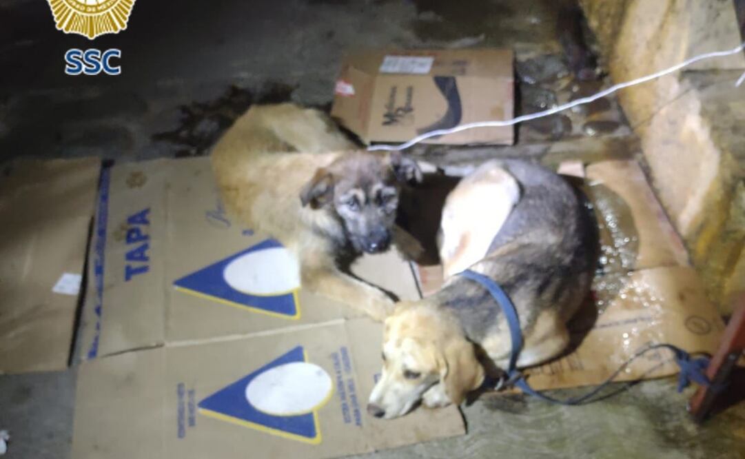 Rescatan a dos lomitos en situación de abandono en alcaldía Tlalpan (03/07/2025). Foto: Especial