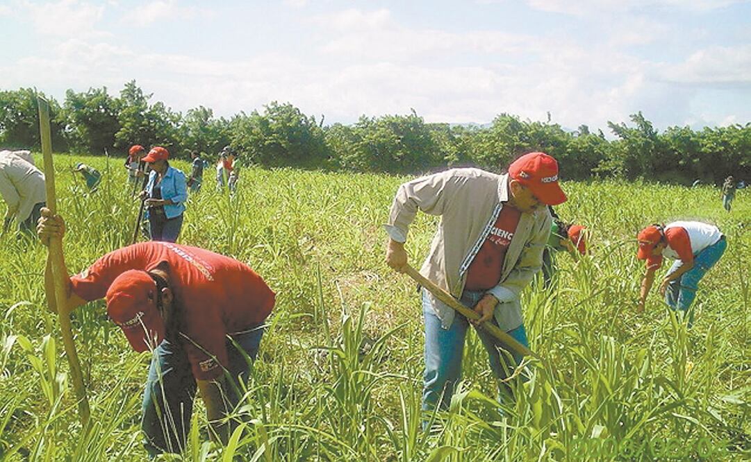 Los beneficiarios del Programa de Trabajadores Agrícolas Temporales pueden laborar en Canadá desde seis meses hasta dos años. Cada año, un grupo viaja para tener oportunidades de empleo. Foto: ARCHIVO EL UNIVERSAL