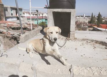 PAOT propone endurecer protección animal