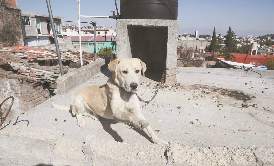 Se evitará que animales de compañía estén encadenados. Foto: Archivo/ El Universal.