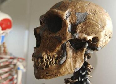 La evolución eliminó genes neandertales del genoma humano