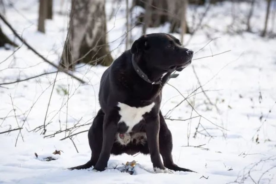 Descifrando las señales de sangre y mucosidad en las heces de tu perro. Fuente: Freepik.