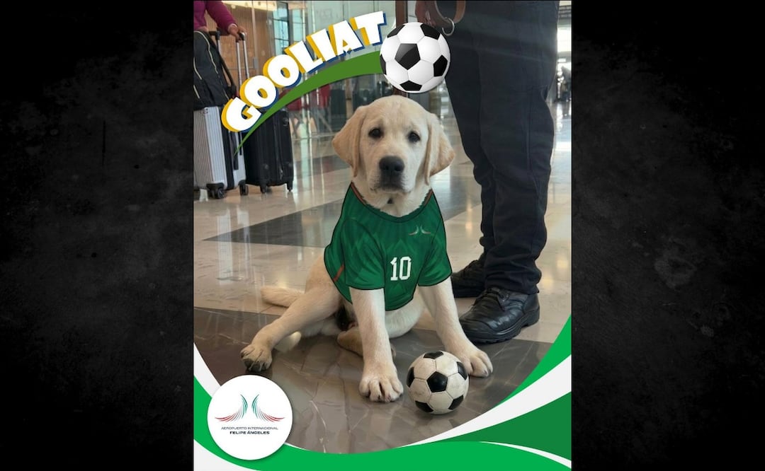 AIFA presenta a Goliat, perro de apoyo emocional; reforzará atención rumbo al Mundial 2026. Foto: Especial