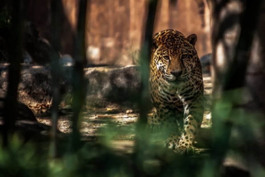 4 bosques mexicanos para viajar en primavera