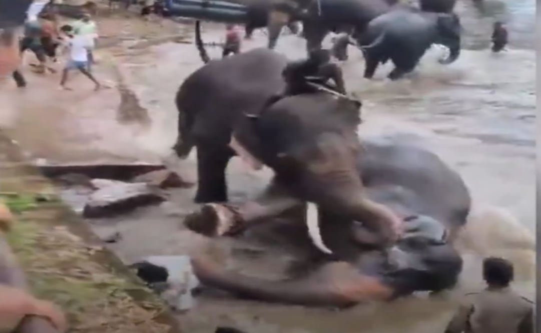 Pelea de elefantes provoca la muerte de turista. Foto: Captura de pantalla