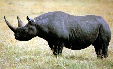 Bautizan "Kiev" a rinoceronte negro oriental en peligro de extinción