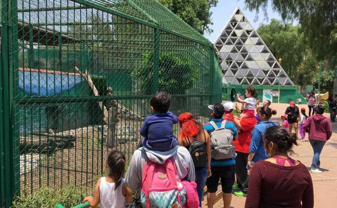 En redes sociales muchos internautas pidieron a las autoridades que por ningún motivo se le fuera a sacrificar al lobo. Foto: Diego Simón EL UNIVERSAL