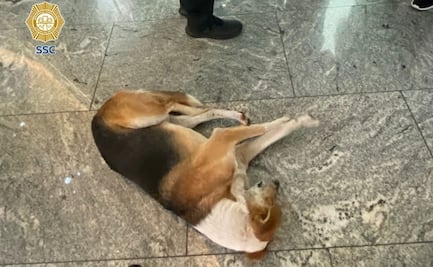 Policías intervienen por un "lomito" presuntamente abandonado en plaza comercial; un cliente lo rescata y lo lleva al veterinario