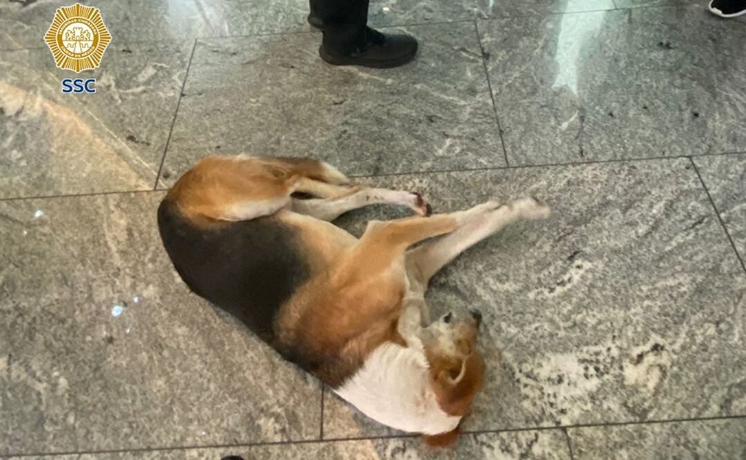 Policías intervienen por un "lomito" abandonado en plaza; un cliente lo rescata y lo lleva al veterinario. Foto: Especial