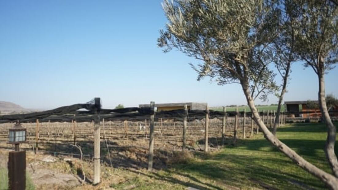 Guanajuato avanza en el mercado vinícola