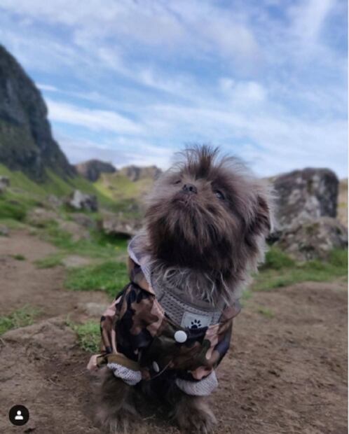El perrito británico turista que perdió su pasaporte en Tepoztlán