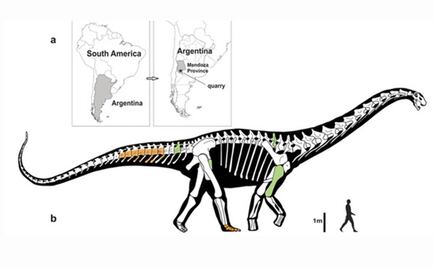 Hallan en Argentina uno de los mayores dinosaurios del mundo