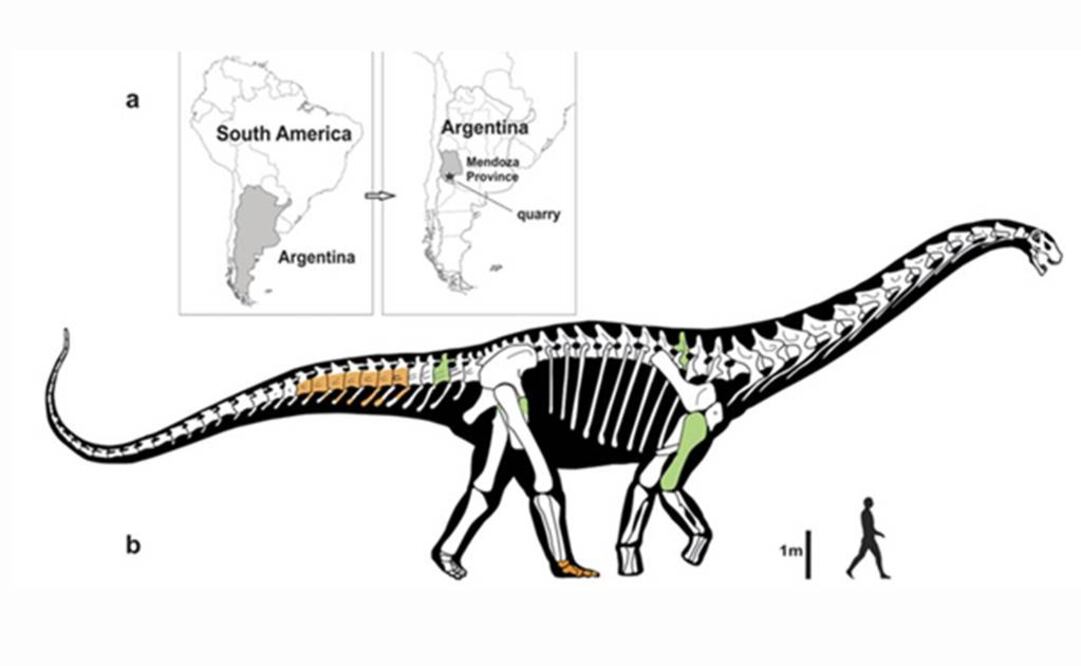 Los huesos fósiles tienen una antigüedad estimada en 86 millones de años. Foto: Tomada de Scientific Reports