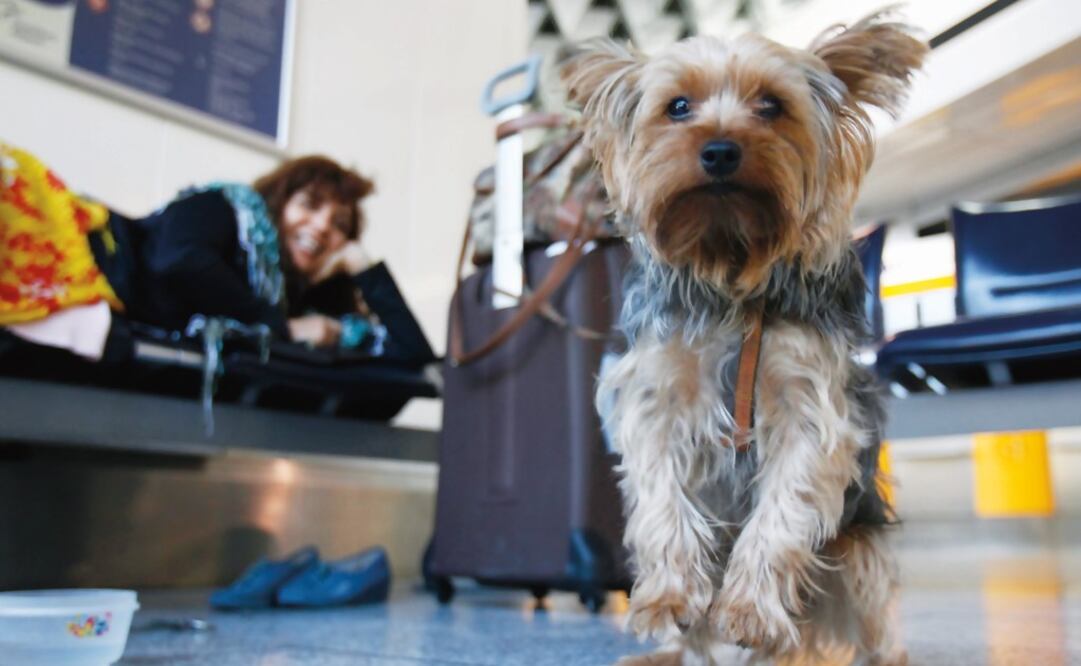 Traveling with your pets is not as difficult as you might think - Photo: Alex Domanski/REUTERS