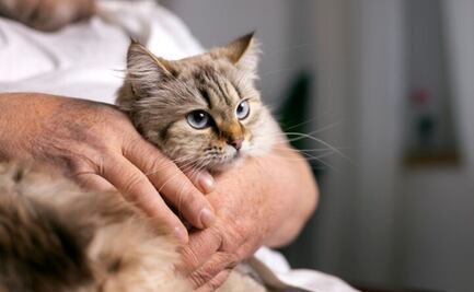 Conoce el acné felino y cómo combatirlo