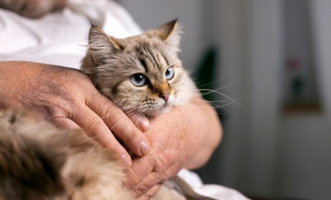 Prevención y tratamiento del acné felino. Fuente: Freepik.