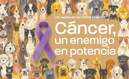 Expertos explican cómo tratar cáncer en perros y gatos
