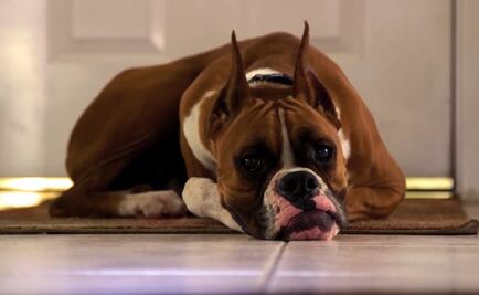 DOGTV llega a México para consentir a tu mejor amigo