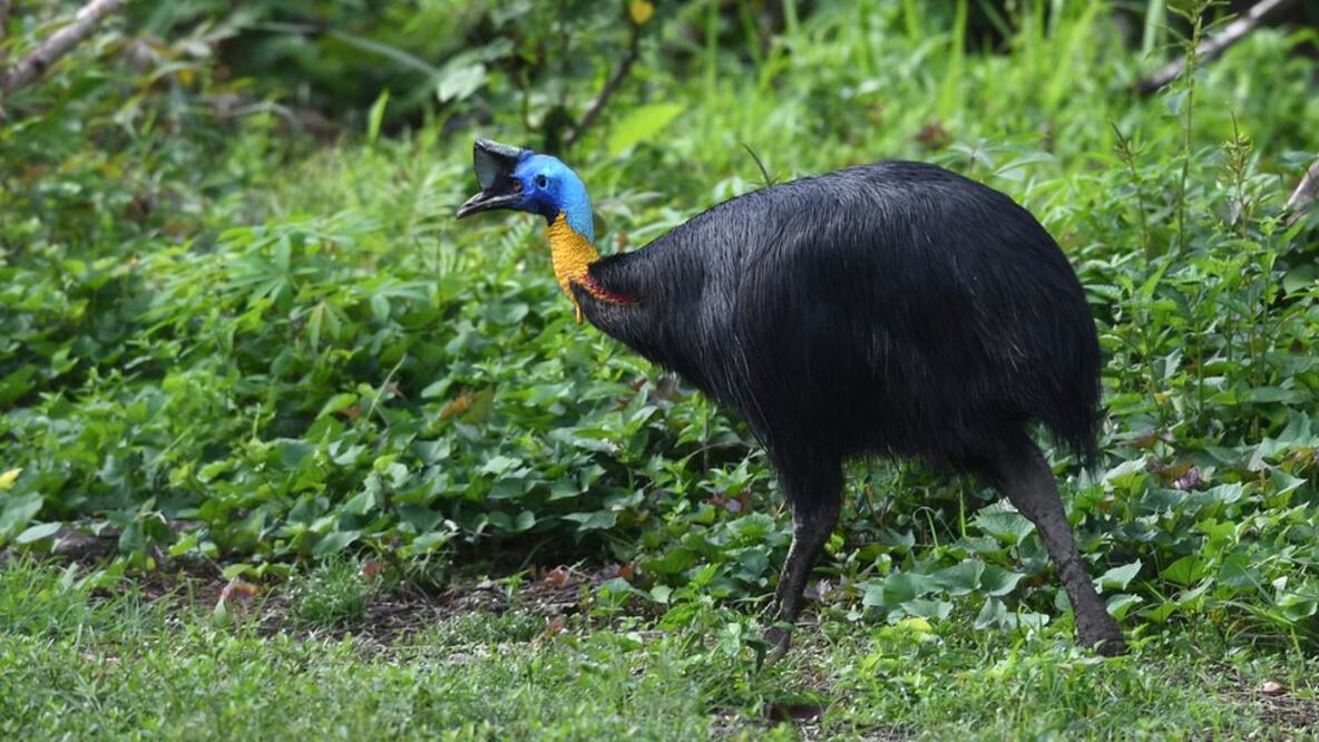 El casuario es considerado una de las aves más peligrosas de la Tierra (Foto: Getty Images)