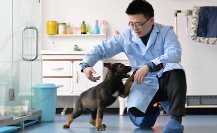 Entrenan en base policial a primer perro clonado en China