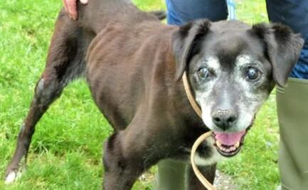 Fallece Holly, la perrita que fue abandonada por "ser demasiado vieja" en Irlanda