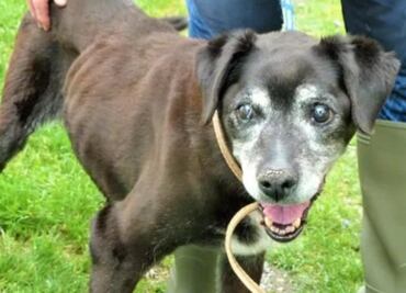 Fallece Holly, la perrita que fue abandonada por "ser demasiado vieja" en Irlanda