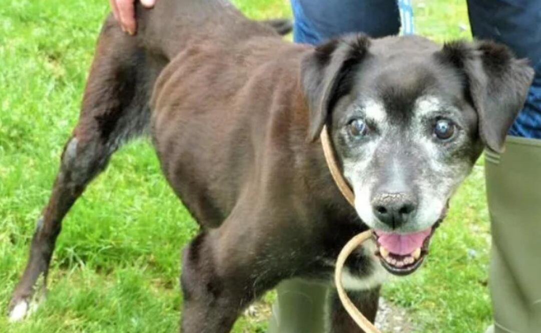 La historia de Holly conmovió a la región en Irlanda. Foto: Facebook: Almost Home Animal Rescue IN