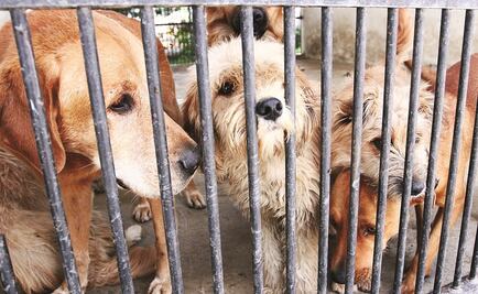 Asamblea Legislativa aprueba creación de Agencia de Protección Animal