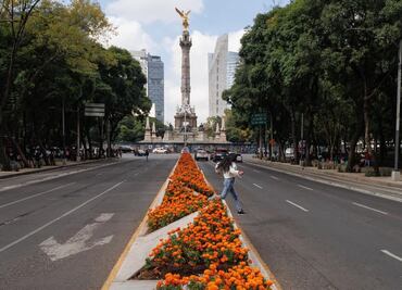Cempasúchil pinta de naranja la CDMX: plantan más de 200 mil flores en vialidades como Reforma y Avenida Chapultepec