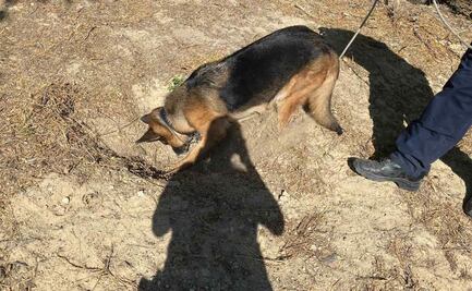 Frika, perro policía estatal, halla fosa clandestina en Reynosa