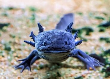 Celebra el Día Nacional del Ajolote en Axolotitlán