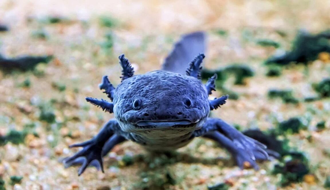 Será el tercer evento de este tipo en el Museo. Istock