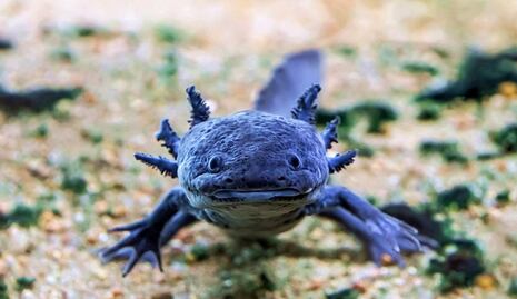 Celebra el Día Nacional del Ajolote en Axolotitlán