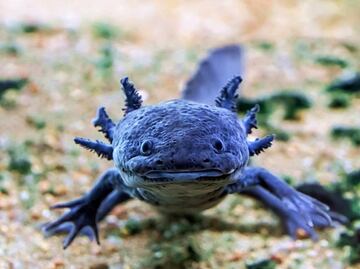 Celebra el Día Nacional del Ajolote en Axolotitlán